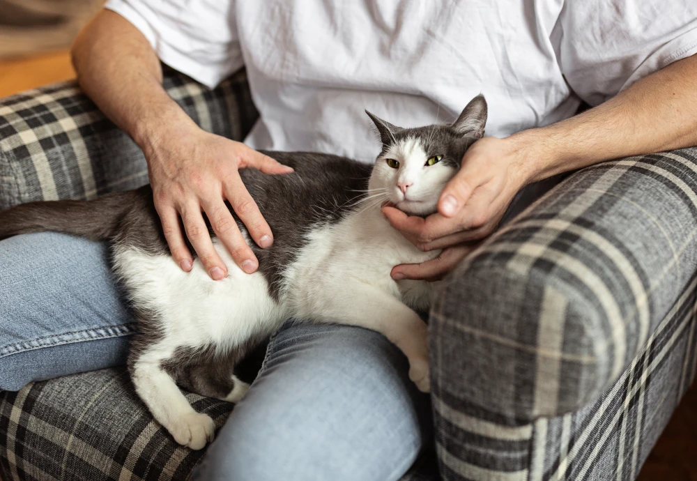 best video camera for pets